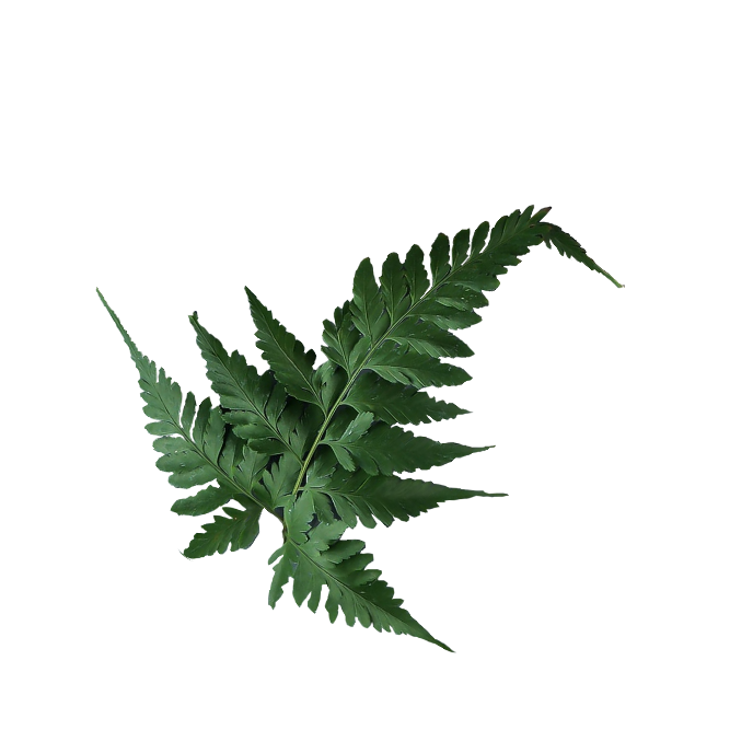Leaf 12